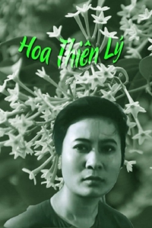 Hoa Thiên Lý Hoa Thiên Lý