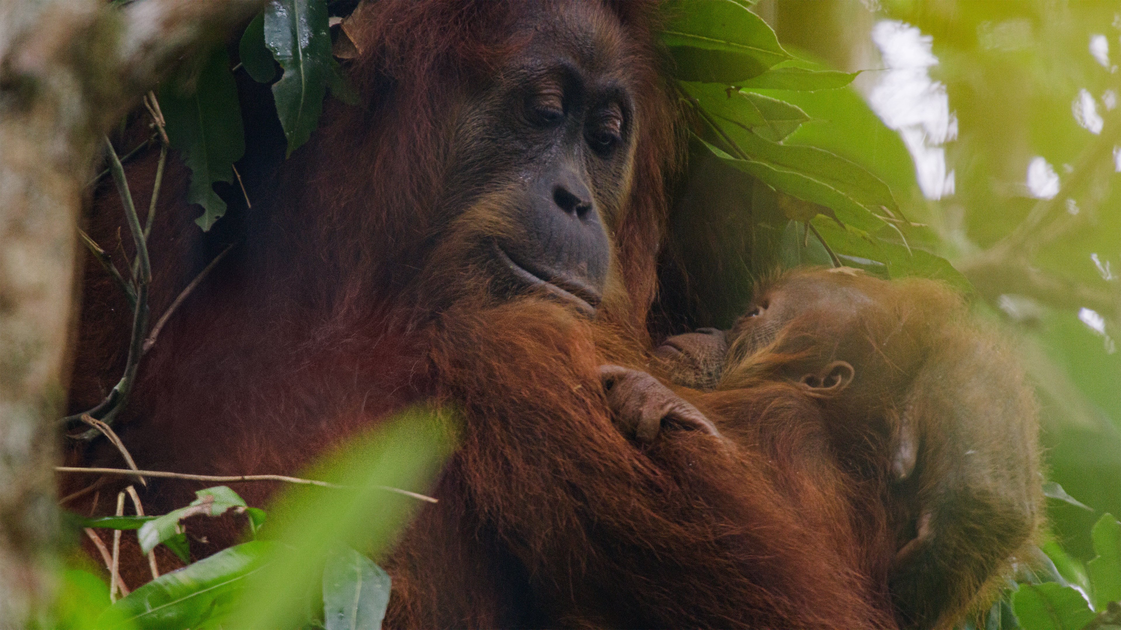 Orangutan Orangutan